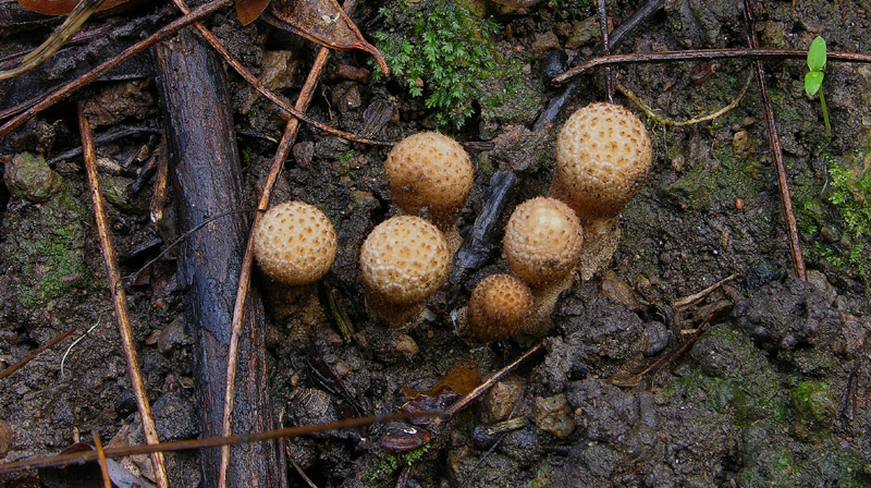 Scavando nell''archivio....